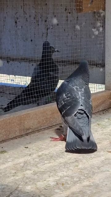 He Is Keen! смотреть онлайн