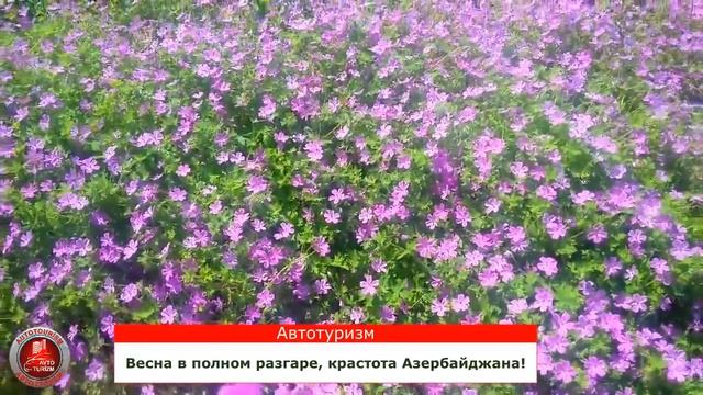 Весна в полном разгаре. Красота Азербайджана!