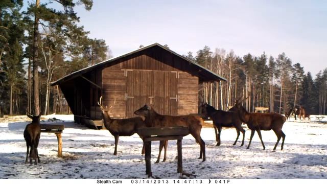 jelen lesní (Cervus elaphus) a muflon (Ovis musimon) Ralsko 2013 (5) смотреть онлайн