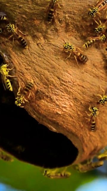 Осиное Гнездо | Подпишись! #shorts #осы #насекомые смотреть онлайн