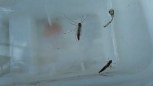 как личинка комара превращается в зрослого комара?