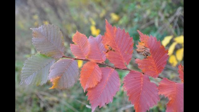 Гатчина Листва1 смотреть онлайн