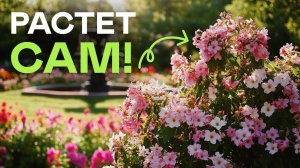 Посадил И Забыл! 10 Кустарников Для Роскошного Сада Без Заморочек