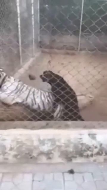 Dog Attacks Tiger|Shorts_Infected| #37 смотреть онлайн