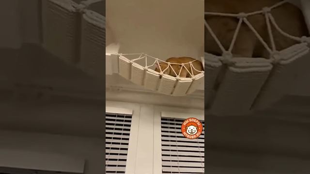 Video by My Bobry
