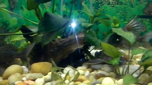 наш аквариум смотреть онлайн