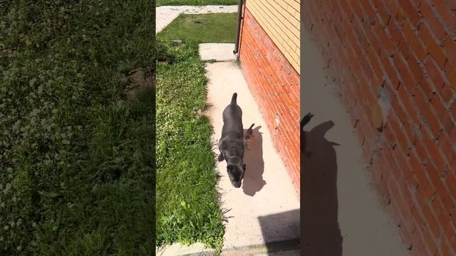 Ещё одна шайтан машина 🤣 смотреть онлайн