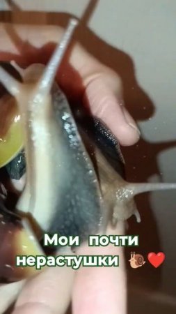 Фулики 4 мес. #shortsvideo # #snail #улиткаахатина #моллюски #shorts #видеоприколы #фулика #видео