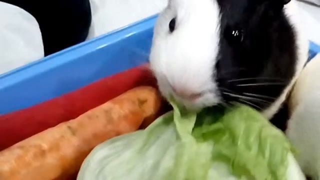 Новый год и свинки смотреть онлайн