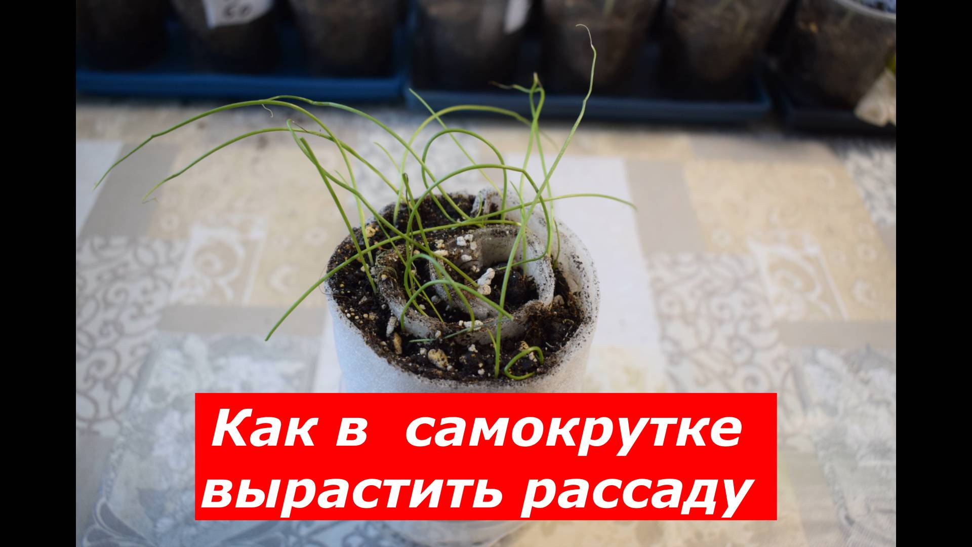 Как вырастить рассаду в УЛИТКЕ-САМОКРУТКЕ #овощи #советы #самокрутка #рассада #лук