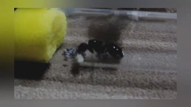 Колонии мессоров, с нуля, без опыта содержания смотреть онлайн