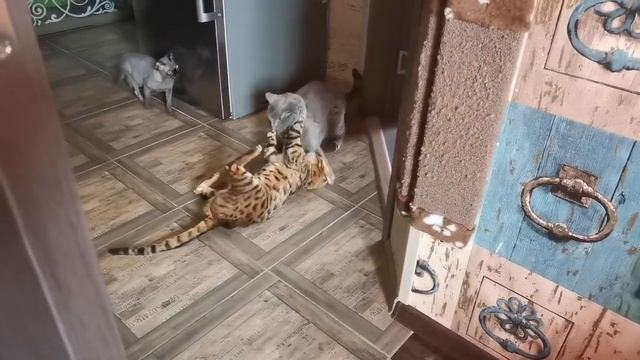 Бенгал извивается, как уж на сковородке смотреть онлайн