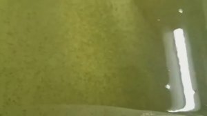 личинка сазана 5 суток