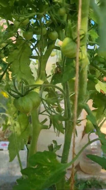 Коллекционный томат Зеленая Копиа Green Copia #томаты #огородники #огород смотреть онлайн