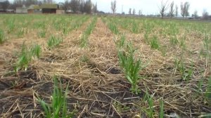 Выращивание озимого чеснока под соломой 26 марта 2017 год