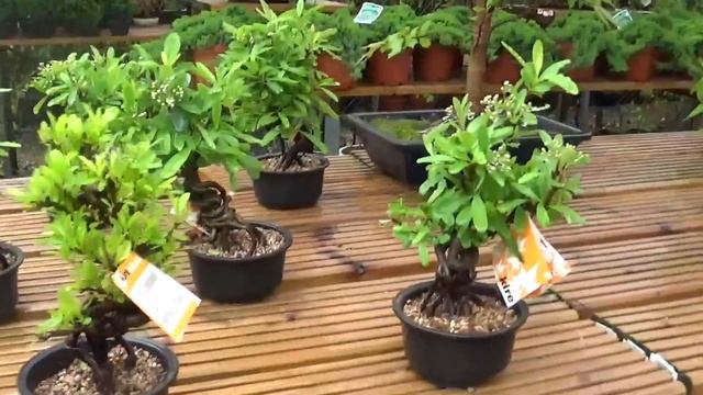 llegaron las piracantas neagari 23042019