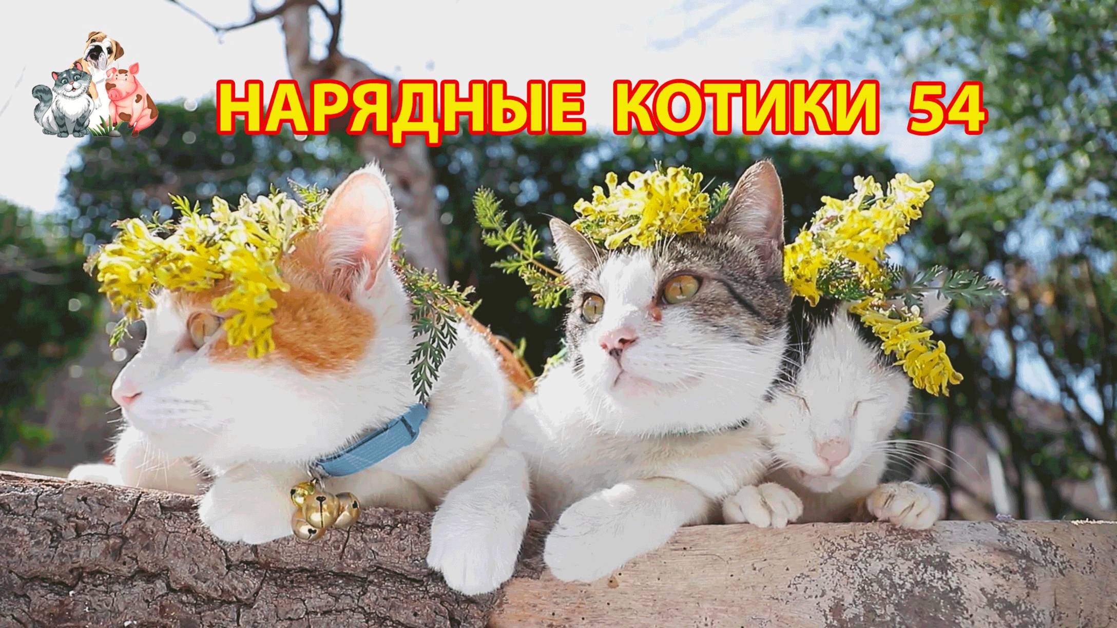 Нарядные Котики расслабляются на солнышке 🌞 🐈🐈⬛🐈 (54)