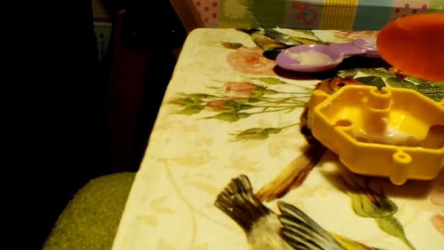 Зубная паста для кукол? смотреть онлайн