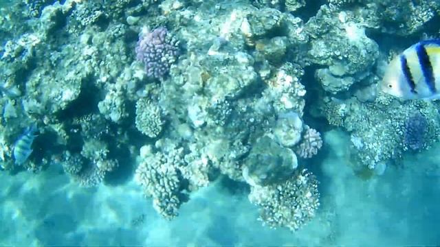 GHAZALA BEACH Шарм Эль Шейх смотреть онлайн