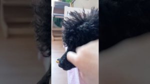 какие мы милашки