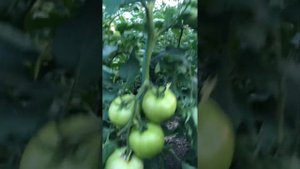 Загруженные кусты томат Махитос. Туманообразователь для теплиц экономия более 50% на препаратах.