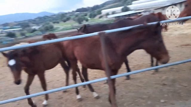 racing horse farm#premiere #limassolcyprus смотреть онлайн