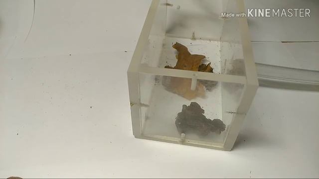 Муравьи для новичков часть 2!) смотреть онлайн