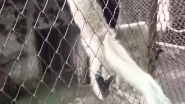 Обезьяна Тайланд 2015 смотреть онлайн