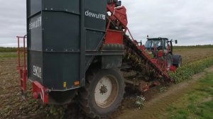 Уборка свеклы комбайном Dewulf GKllSE