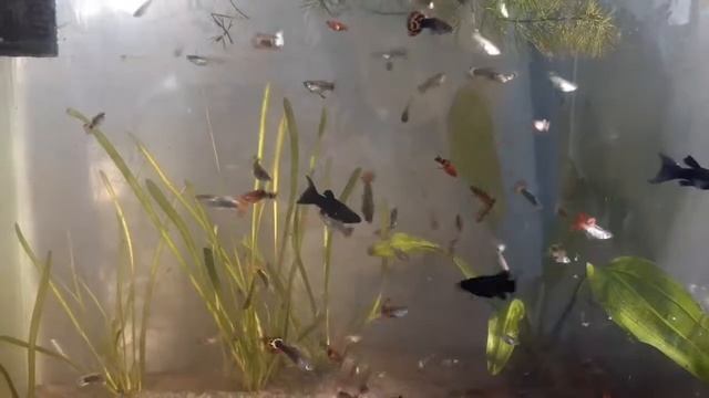 АЗБУКА АКВАРИУМИСТИКИ. Гуппи - содержание, разведение для новичков! смотреть онлайн