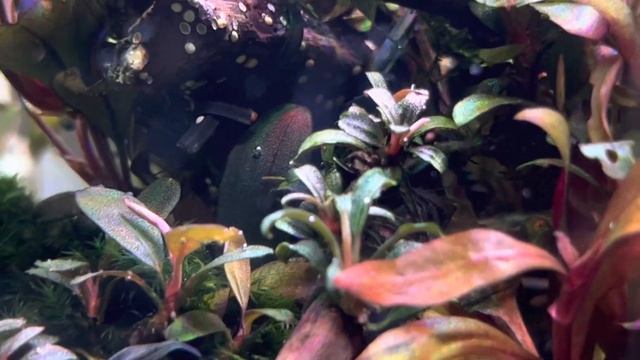 Bucephalandra phoenix,kedagang mini,Jade,brownie neo смотреть онлайн