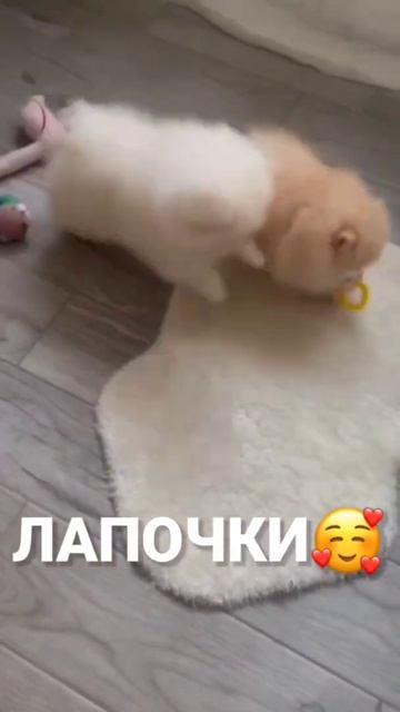 Милые Собачки :) #shorts #собачки #псы #песики #милые #тикток #животные смотреть онлайн