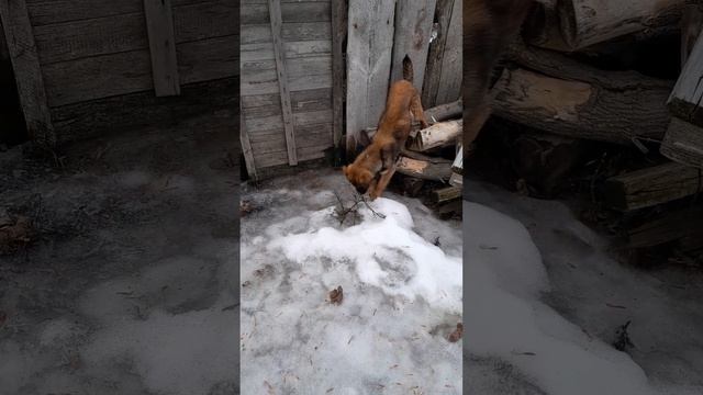 МОЯ КЛУБНИКА