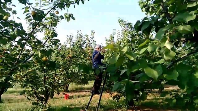 Сбор абрикосов в Греции 2018 смотреть онлайн