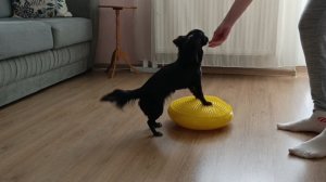 Чихуахуа на блинчике