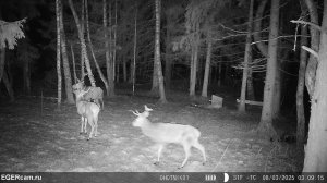 Рогатые отмечают праздник а енотовидки что то воруют )
Всегда свежие видео с фотоловушек Егер
