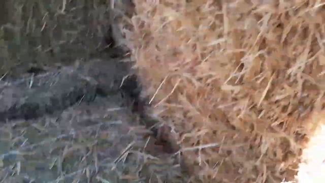 ЦЕМЕНТ СОМОН БЕДА ЛОЙ БЛОГ КАМИШ НАРХЛАРИ смотреть онлайн