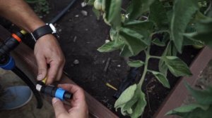 ЛЕНИВЫЙ ОГОРОД: Как установить капельный полив