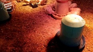 ///14 суток Бройлер КОББ-500///