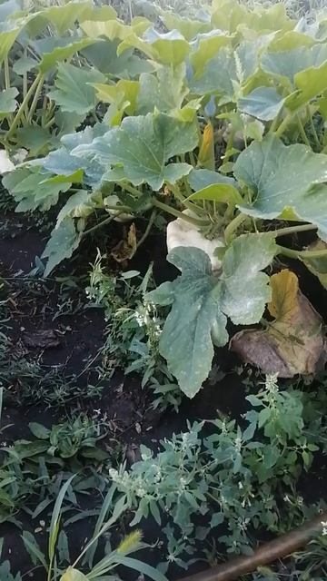 патиссоны