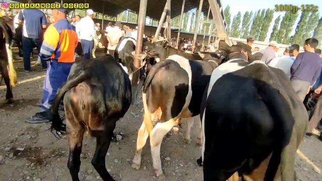 Гулакандоз Шанба Молбозори.Полный Обзор 10.06.2023.
