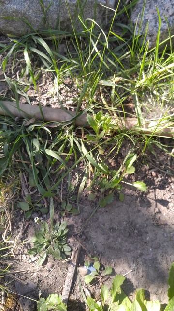 Папавер Сетигерум, самый ранний декоративный мак. смотреть онлайн