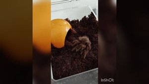 Новый питомец - хомячок))