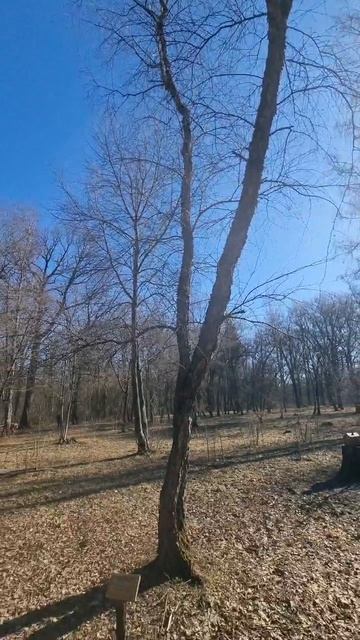 Береза черная вырастает до 30 м, ее родиной является Юго-Восток Северной Америки