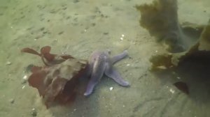 ПРОМЫСЕЛ КАМБАЛЫ / FISHING FOR FLOUNDERHD 2019