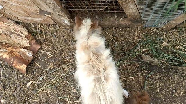 супер животные 🐰 смотреть онлайн