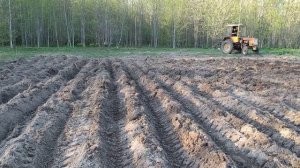 Посадили картофель на целине