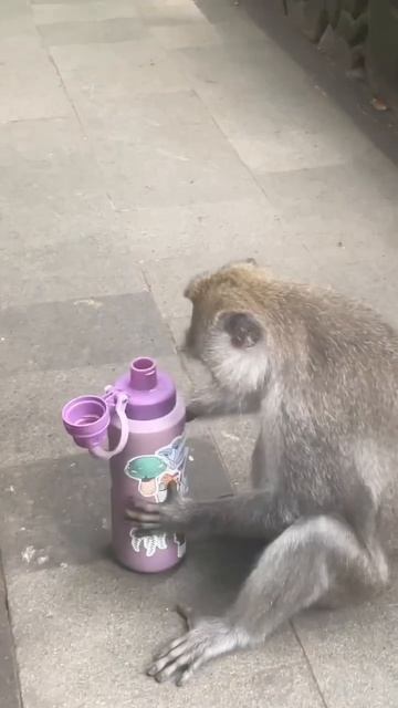 monkey got my waterbottle 🙈 check out my ubud monkey forest vlog for more monkey business #bali