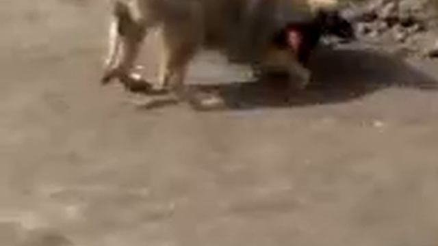 XOразм хорози.3gp смотреть онлайн