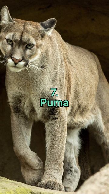 Top 10 Greatest Big Cats #cat #bigcat #tiger #lion #wildanimals #wildlife #hunter #hunting